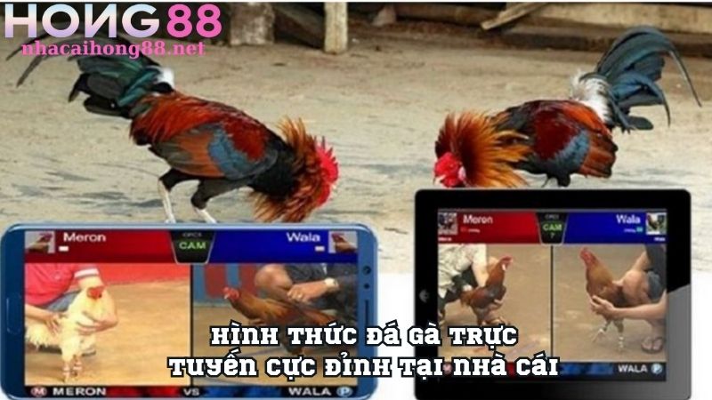 Hình thức đá gà trực tuyến cực đỉnh tại nhà cái