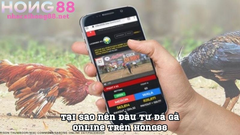 Tại sao nên đầu tư đá gà online trên Hong88